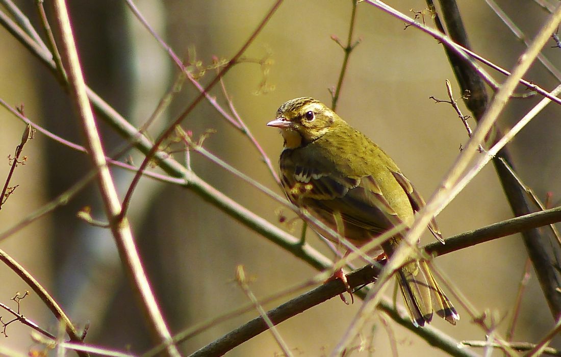 野　鳥_b0312938_06542740.jpg