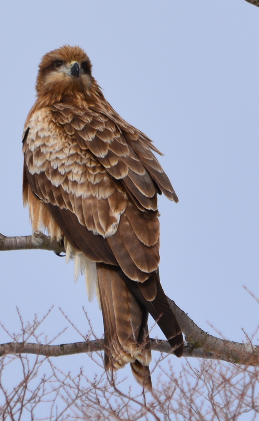 山中湖の鳥たち_d0285540_19404799.jpg