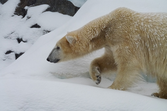 上野雪まつり-4_e0011846_9262685.jpg