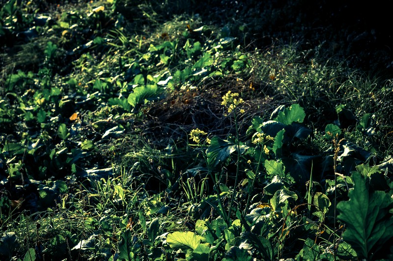 f0002946_01531391.jpg