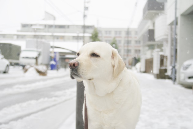 大雪でした_a0278950_11545838.jpg