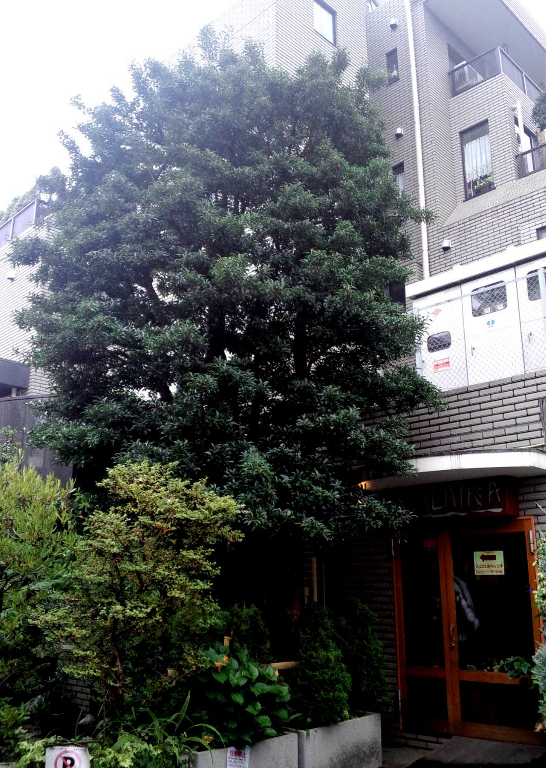 クロガネモチ剪定事例 植木屋 庭守 辻庭苑 東京 小平