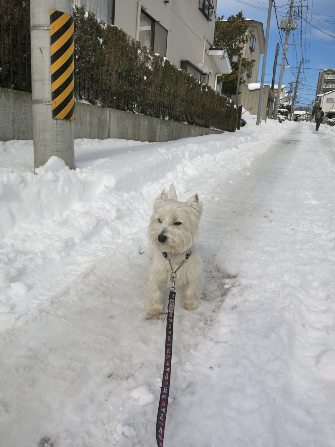 大雪散歩(次の日編)_c0260460_13591138.jpg