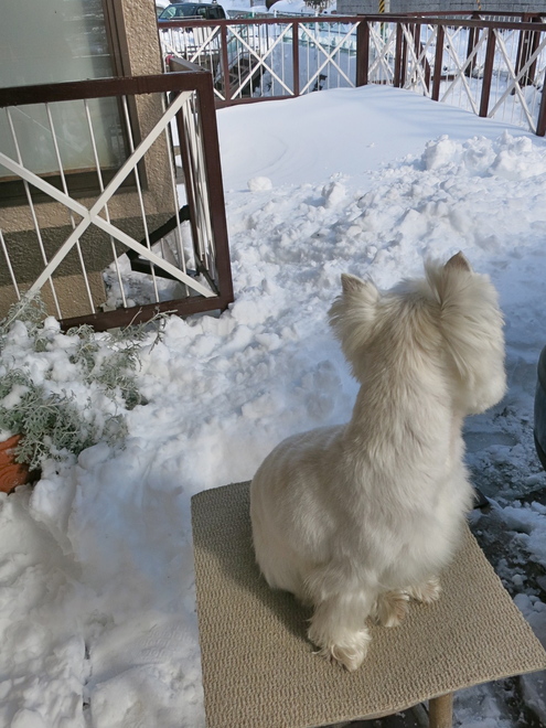 大雪散歩(次の日編)_c0260460_140294.jpg