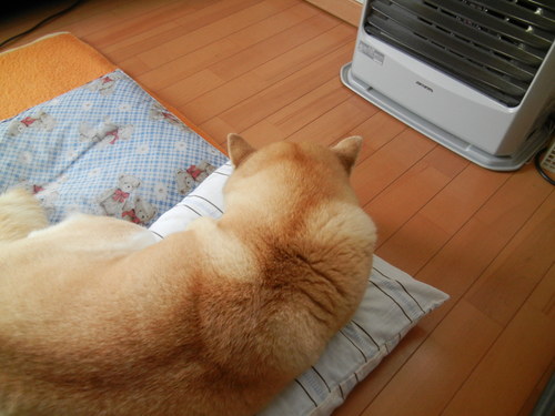 ’14,2,10(月)雪は殆ど溶けたよ~!_f0060461_10345787.jpg