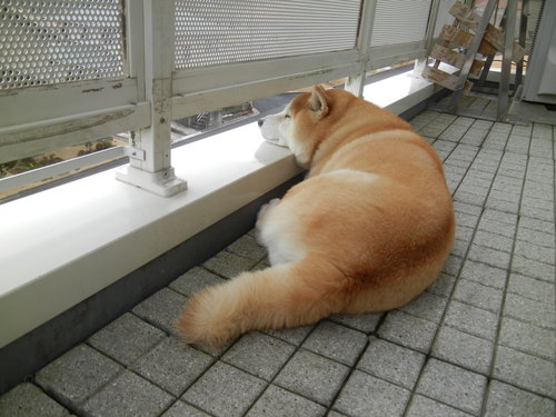 ’14,2,10(月)雪は殆ど溶けたよ~!_f0060461_10355175.jpg