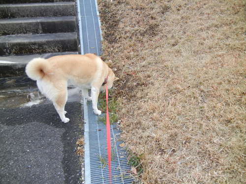 ’14,2,10(月)雪は殆ど溶けたよ~!_f0060461_1044639.jpg