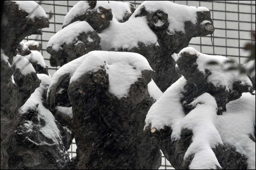 大雪の東京、2014 年ソチ冬季オリンピックが始まった_a0031363_7555666.jpg