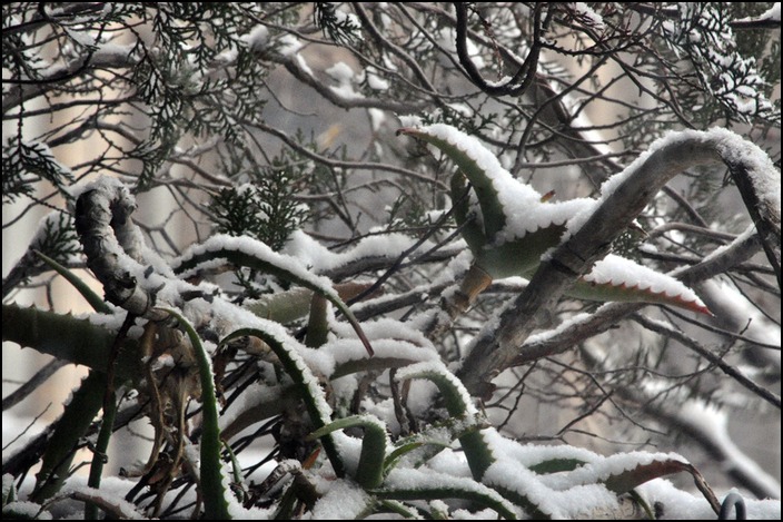 大雪の東京、2014 年ソチ冬季オリンピックが始まった_a0031363_804010.jpg