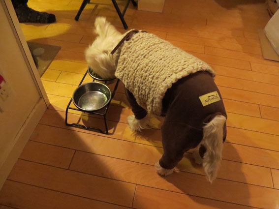初ツナギタイプの犬服。_b0107163_2344640.jpg
