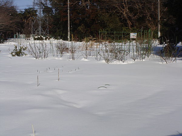 畑に雪で近づけない・・_c0194163_15282075.jpg