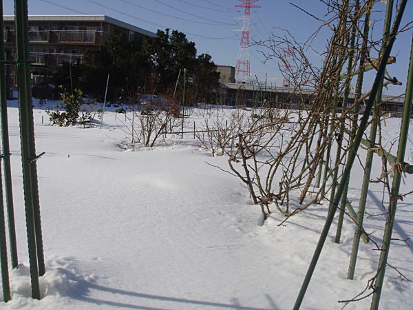 畑に雪で近づけない・・_c0194163_15284174.jpg