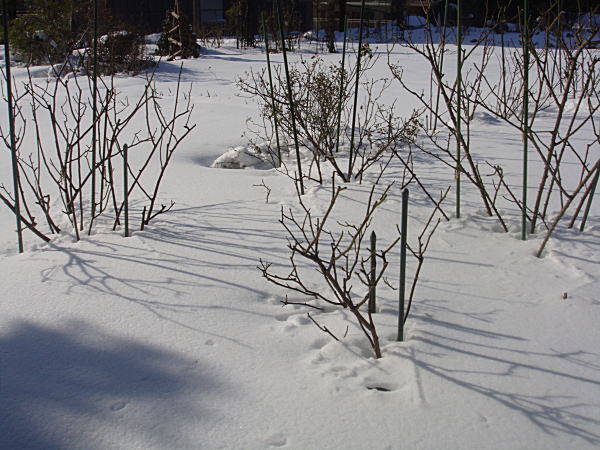 畑に雪で近づけない・・_c0194163_1528585.jpg