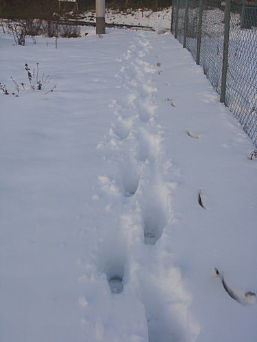 畑に雪で近づけない・・_c0194163_15381584.jpg