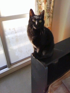 家では黒猫「静」が怒りよりました！！_f0291565_1703981.jpg