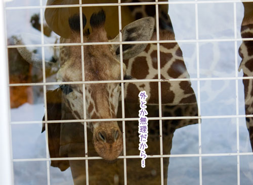 雪の動物園_a0119470_1313584.jpg