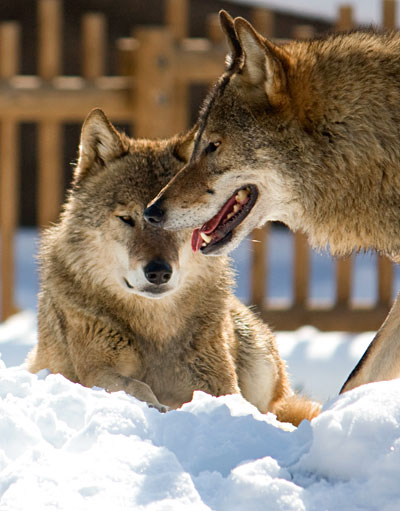 雪の動物園_a0119470_1331967.jpg