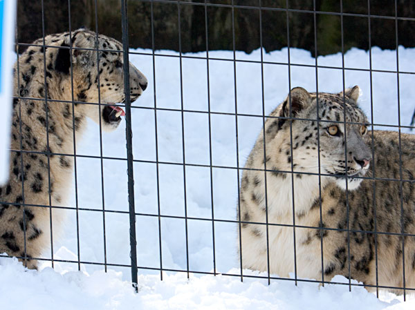 雪の動物園_a0119470_1334691.jpg