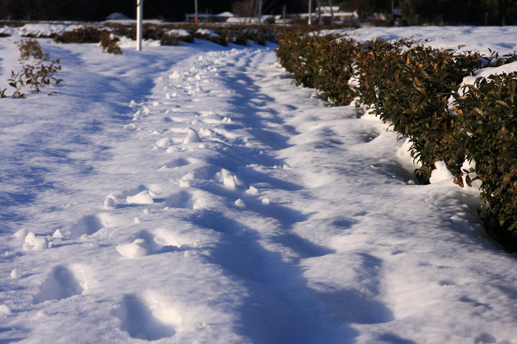 雪景色を撮るはずでした_d0225575_04188.jpg