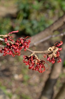 c0229483_2333217.jpg