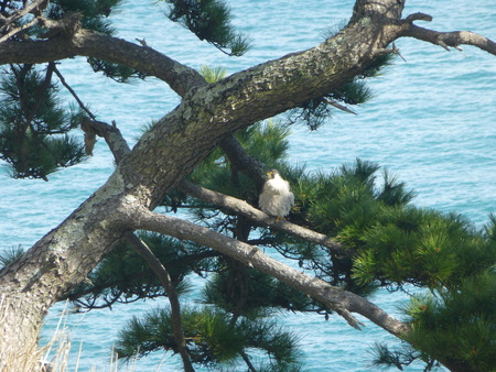 野鳥シリーズ　　ハイタカらしい_b0011584_10201464.jpg