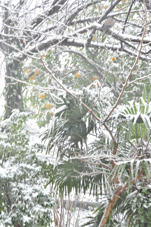 雪の日いろいろ_b0171098_929018.jpg