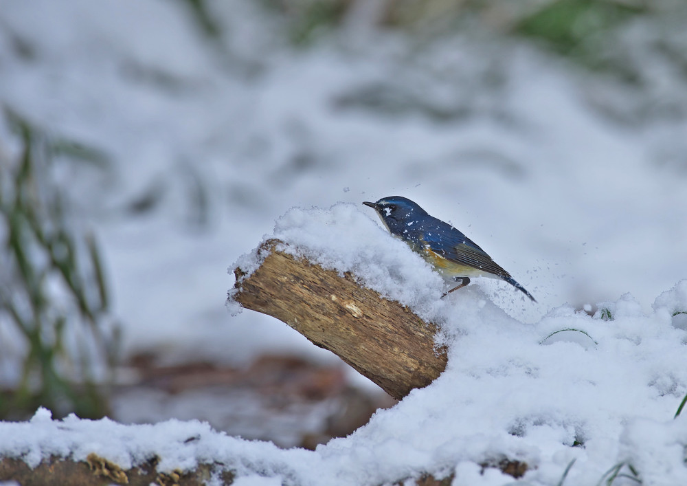 雪の中のルリビタキ　Ⅱ_f0231403_12143048.jpg