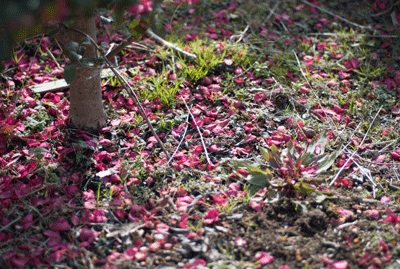 f0251613_23442520.gif