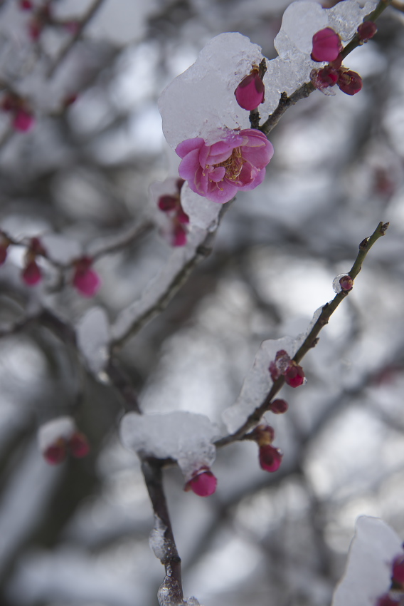 関東の大雪_f0010717_14403046.jpg