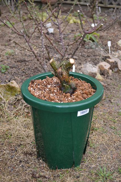 バラの寿命って Doriのお気に入り