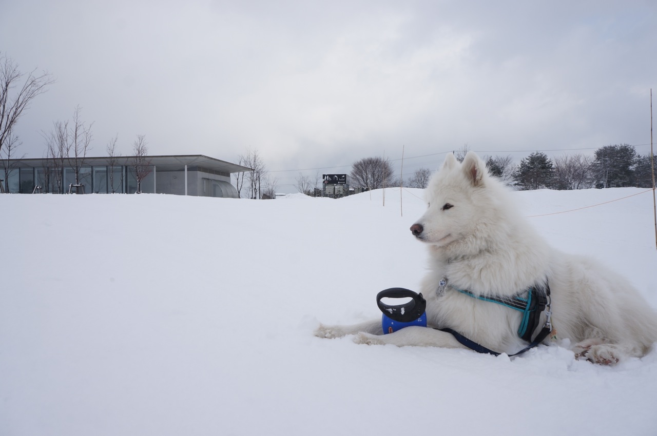 はじめての雪中キャンプ_最終日_f0234023_22431517.jpg