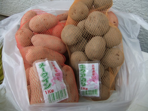 積雪ですが...春野菜の準備を開始!_b0137932_2347178.jpg