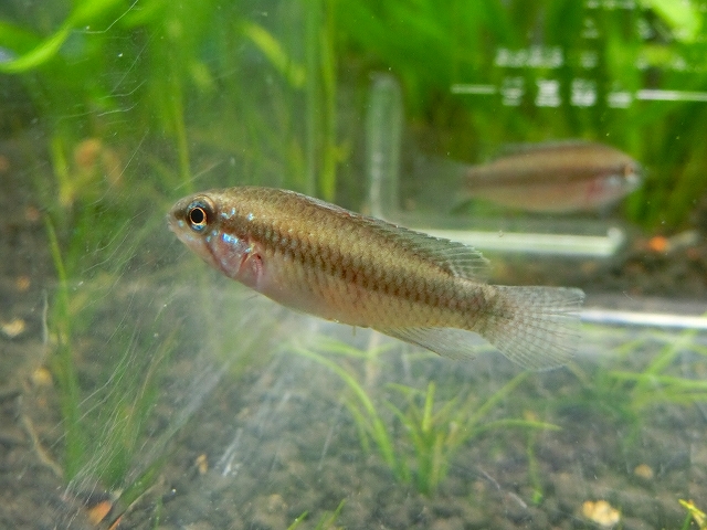 f0304633_1511169.jpg