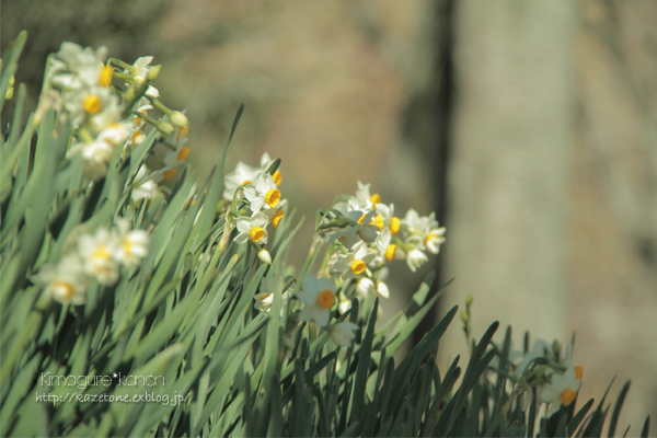 *花さんぽ*～水面のプリンセス_b0197639_16552041.jpg