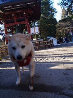 年末年始犬連れ車中泊の旅３日目　群馬編_b0080342_2014726.jpg