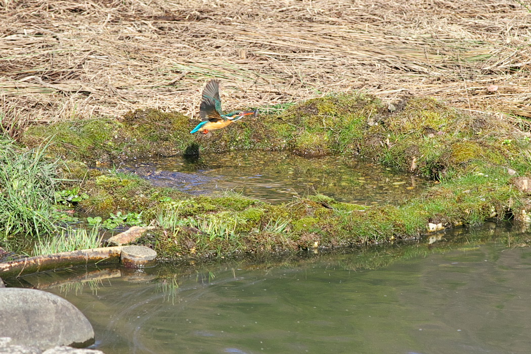 蘇原自然公園_d0322645_2113252.jpg