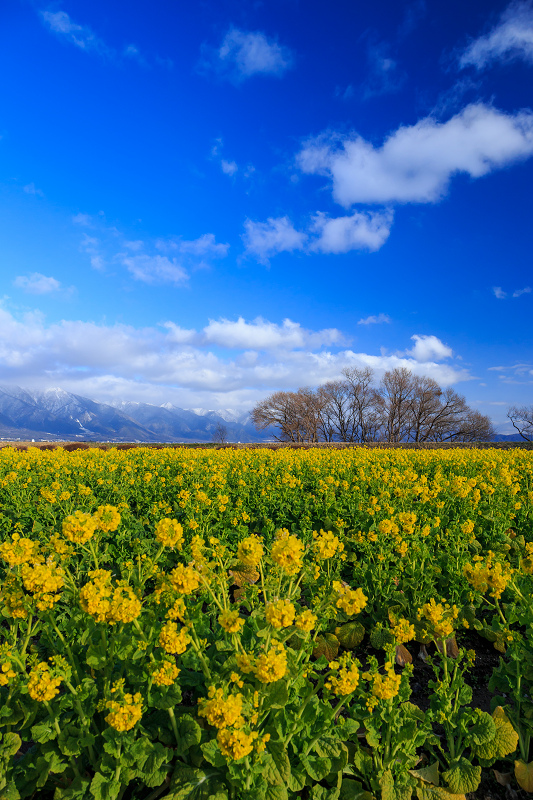 雪山と青空と菜の花と(琵琶湖・なぎさ公園)_f0155048_23464943.jpg