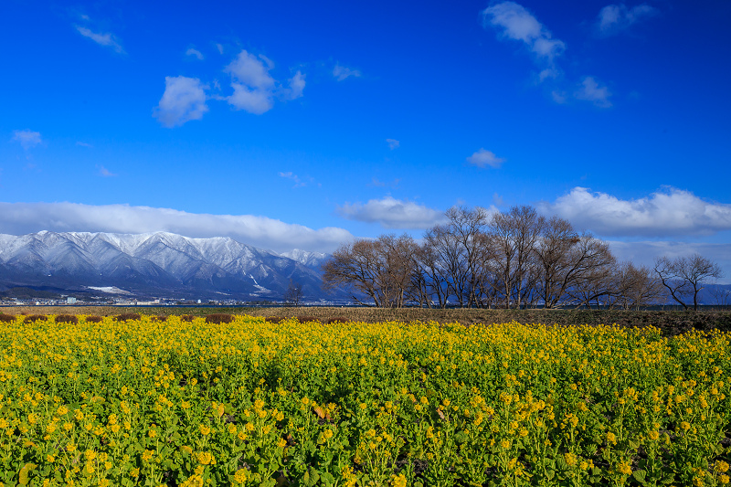 雪山と青空と菜の花と(琵琶湖・なぎさ公園)_f0155048_2348077.jpg