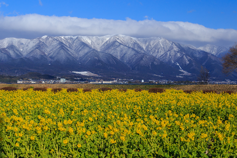 雪山と青空と菜の花と(琵琶湖・なぎさ公園)_f0155048_23484937.jpg