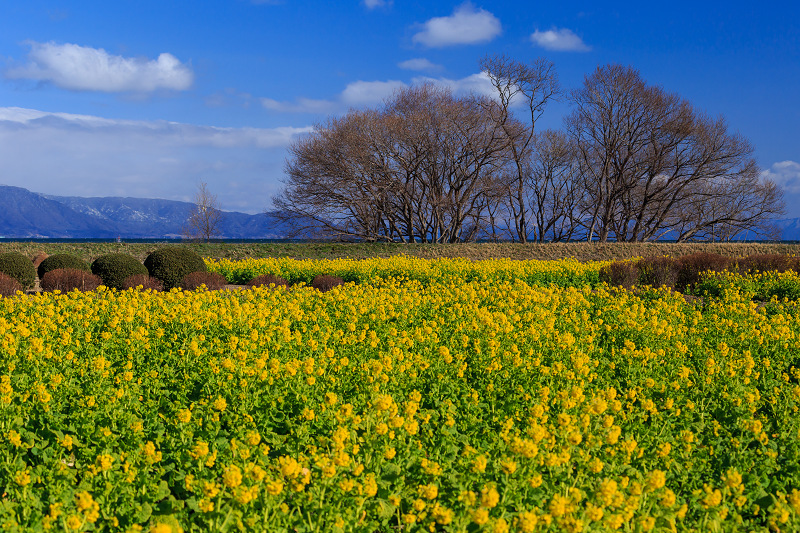 雪山と青空と菜の花と(琵琶湖・なぎさ公園)_f0155048_23494276.jpg