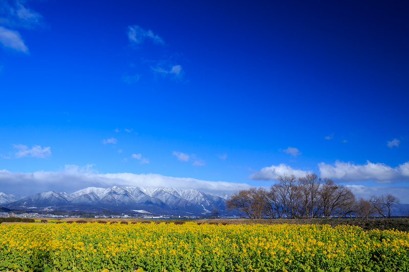 雪山と青空と菜の花と(琵琶湖・なぎさ公園)_f0155048_2350404.jpg