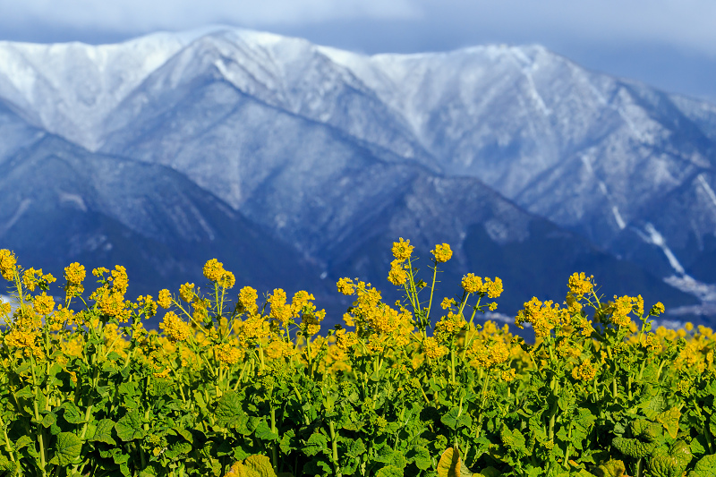 雪山と青空と菜の花と(琵琶湖・なぎさ公園)_f0155048_23505737.jpg
