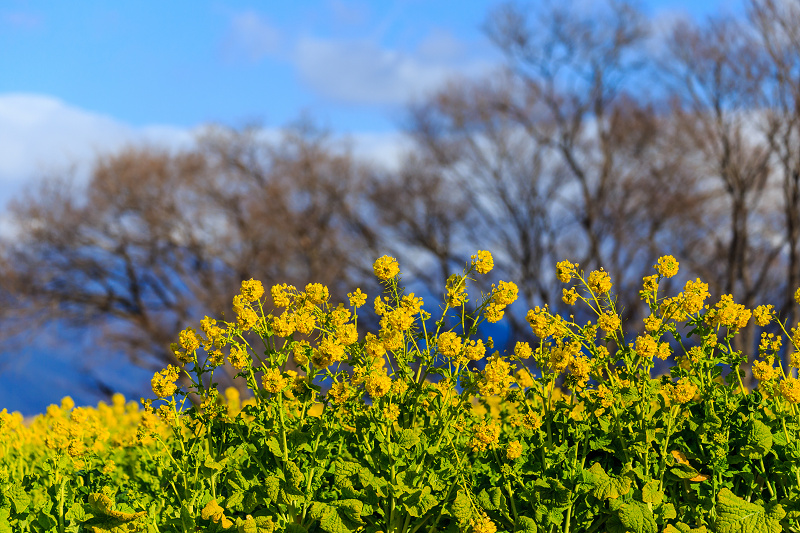 雪山と青空と菜の花と(琵琶湖・なぎさ公園)_f0155048_2351078.jpg