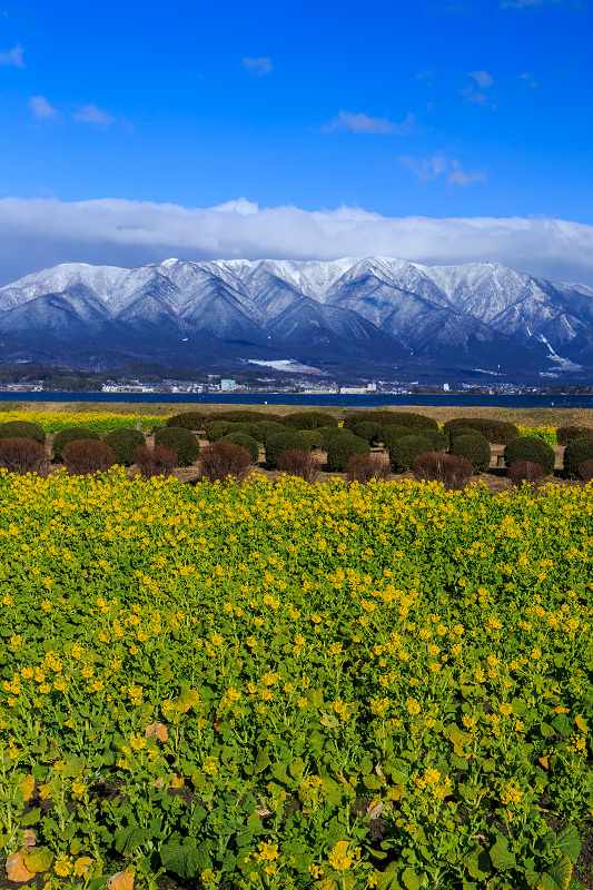 雪山と青空と菜の花と(琵琶湖・なぎさ公園)_f0155048_23521583.jpg