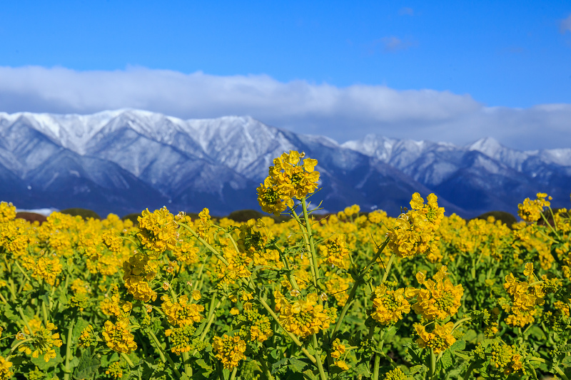 雪山と青空と菜の花と(琵琶湖・なぎさ公園)_f0155048_23532821.jpg