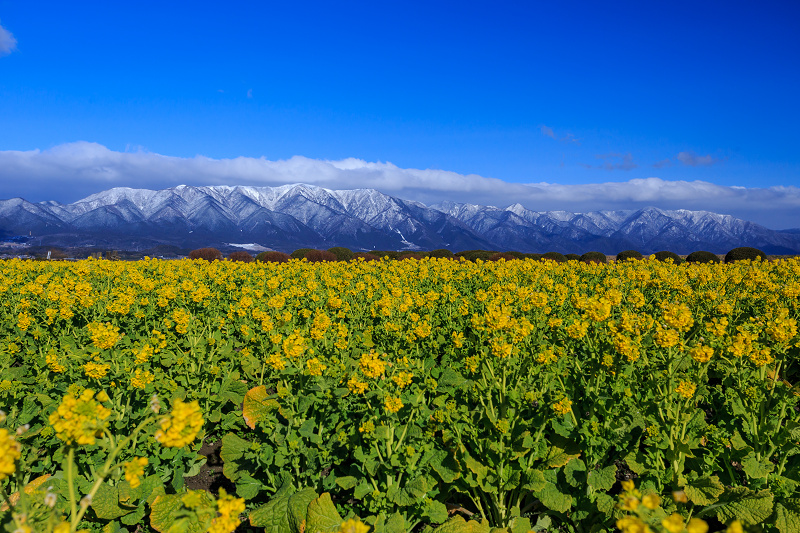雪山と青空と菜の花と(琵琶湖・なぎさ公園)_f0155048_23544185.jpg