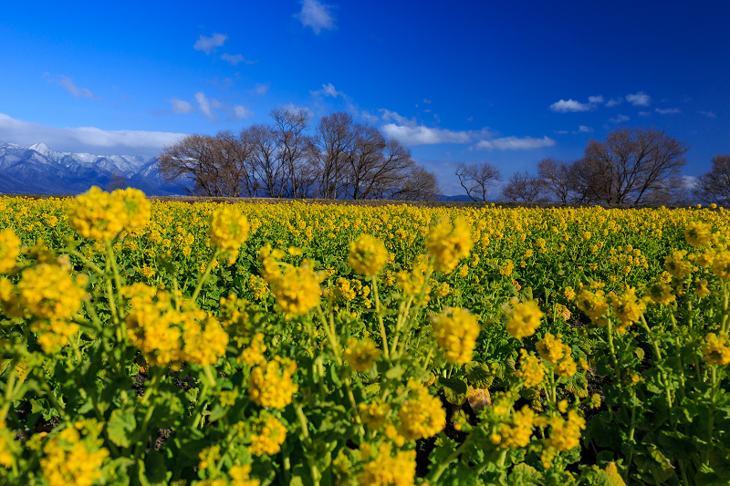 雪山と青空と菜の花と(琵琶湖・なぎさ公園)_f0155048_2354480.jpg