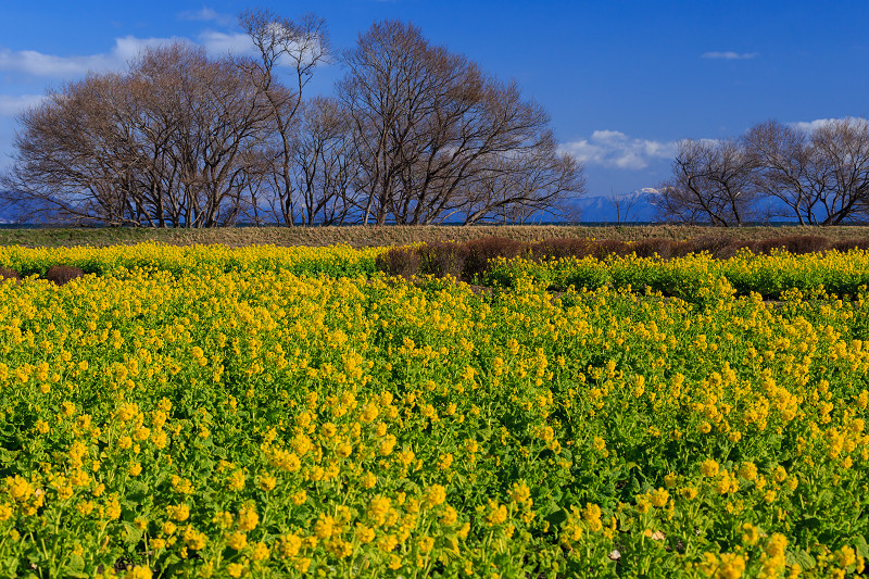 雪山と青空と菜の花と(琵琶湖・なぎさ公園)_f0155048_23552178.jpg