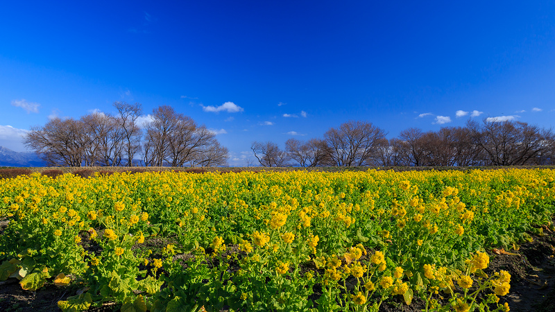 雪山と青空と菜の花と(琵琶湖・なぎさ公園)_f0155048_23552569.jpg