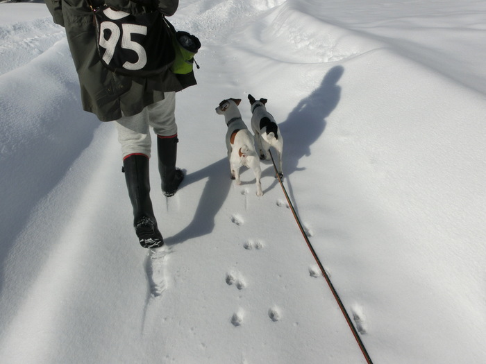 雪に悩む_c0140260_2237147.jpg